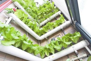 郑州一六旬药剂师打造阳台花园 箱养仙草墙上种蔬菜