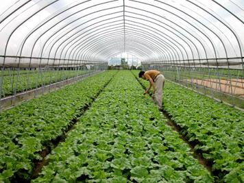 绿色蔬菜产业种植基地.受访者供图