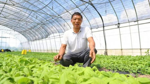 绿叶菜卖每斤25元,客户源源不断增加 上海这个蔬菜种植基地有何 魔力
