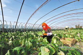 肃州区蔬菜种植面积达到13万亩 图