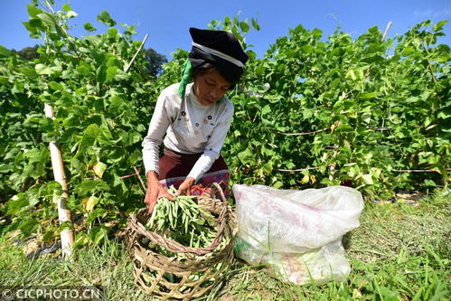 贵州丹寨 种植基地 助农增收