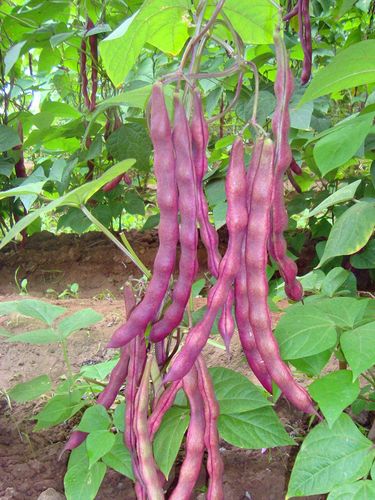 紫色芸豆种子春季播种红芸豆种四季豆菜春秋紫架豆种子九粒白种子图片