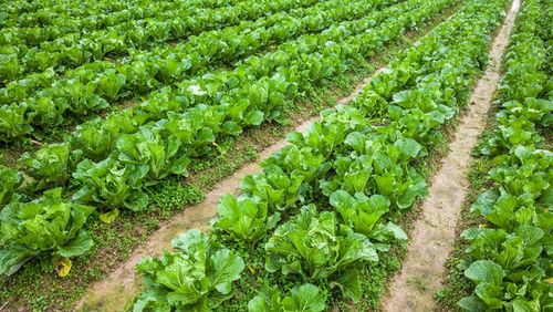 秋季种植蔬菜出苗不高,掌握种子出苗率及移栽成活率,可提高产量