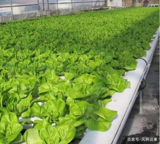 绿色食品蔬菜种植与管理技术要点分析:提高蔬菜种植的产量与质量