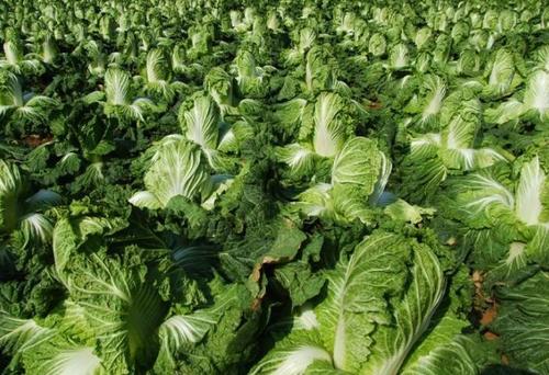 农民种夏大白菜掌握夏大白菜的种植技术亩产收益2万多