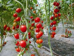西红柿种子要上哪买--种植蔬菜种子图片|西红柿种子要上哪买--种植蔬菜种子产品图片由寿光市圣美金晶农膜公司生产提供-