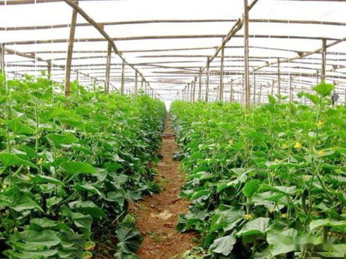 颍阳镇 蔬菜种植成优势 产业发展助增收