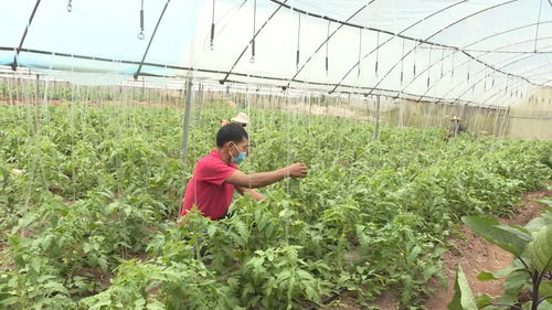 绿春县 蔬菜产业种植托起乡村振兴致富梦