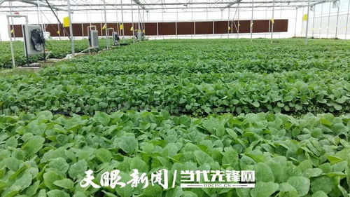 值得收藏 贵州二月份蔬菜种植技术指南在这里