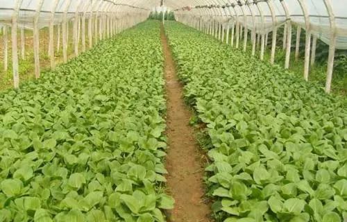 早春日光温室蔬菜生产管理技术措施