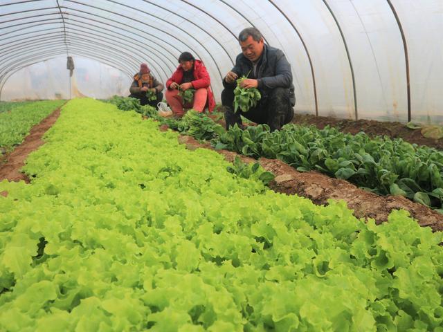 农民种植特色蔬菜,生长期80天,3亩净赚60000元,秘诀在哪里