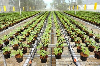 植物工厂可以解决中国的蔬菜问题吗?